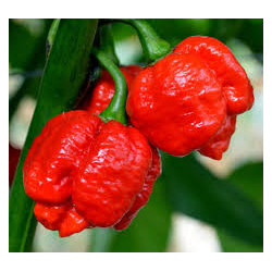 Pimenta Trinidad Moruga Scorpion Vermelho (Capsicum Chinense)