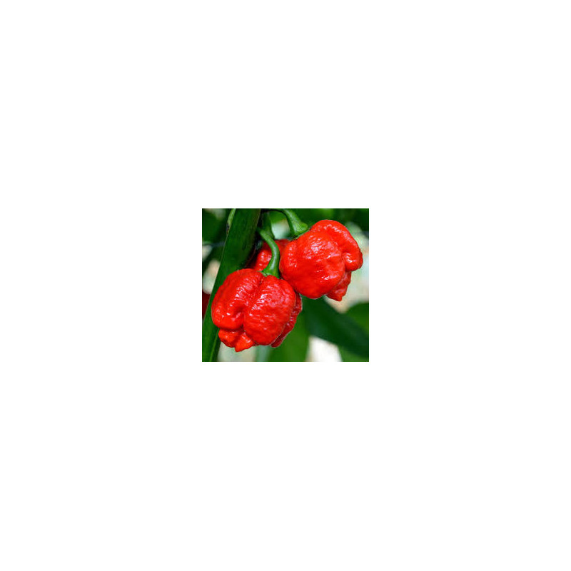 Pimenta Trinidad Moruga Scorpion Vermelho (Capsicum Chinense)