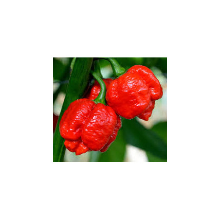 Pimenta Trinidad Moruga Scorpion Vermelho (Capsicum Chinense)