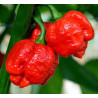 Pimenta Trinidad Moruga Scorpion Vermelho (Capsicum Chinense)