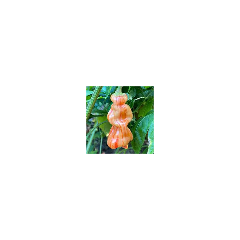 Pimenta Sugar Rush Peach Striped (Capsicum  Baccatum)