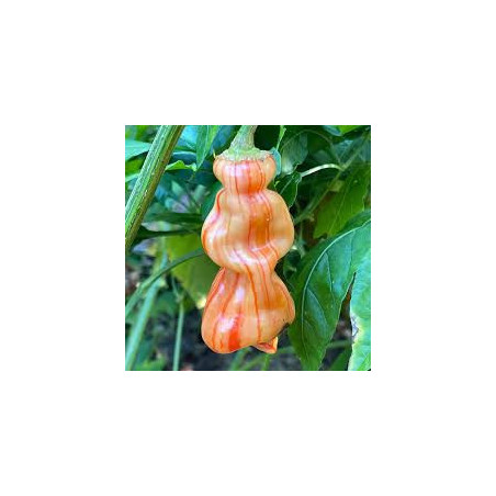 Pimenta Sugar Rush Peach Striped (Capsicum  Baccatum)