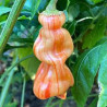 Pimenta Sugar Rush Peach Striped (Capsicum  Baccatum)