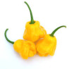 Pimenta Trinidad Perfume (Capsicum Chinense)
