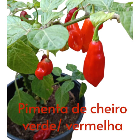 Pimenta Cheiro Vermelha ( Capsicum Chinense)