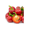 Pimenta Red Cherry ( Capsicum Annuum)