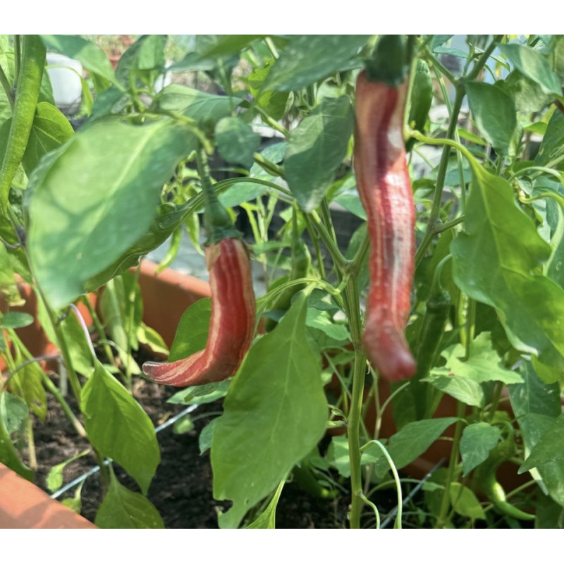 Pimenta Flame Twist (Capsicum Baccatum)