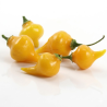 Pimenta Biquinho Yellow (Capsicum  Chinense)