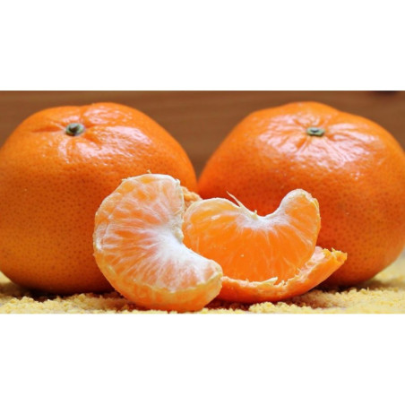 Mandarina Fortuna ( Citrus Reticulata)