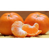 Mandarina Fortuna ( Citrus Reticulata)