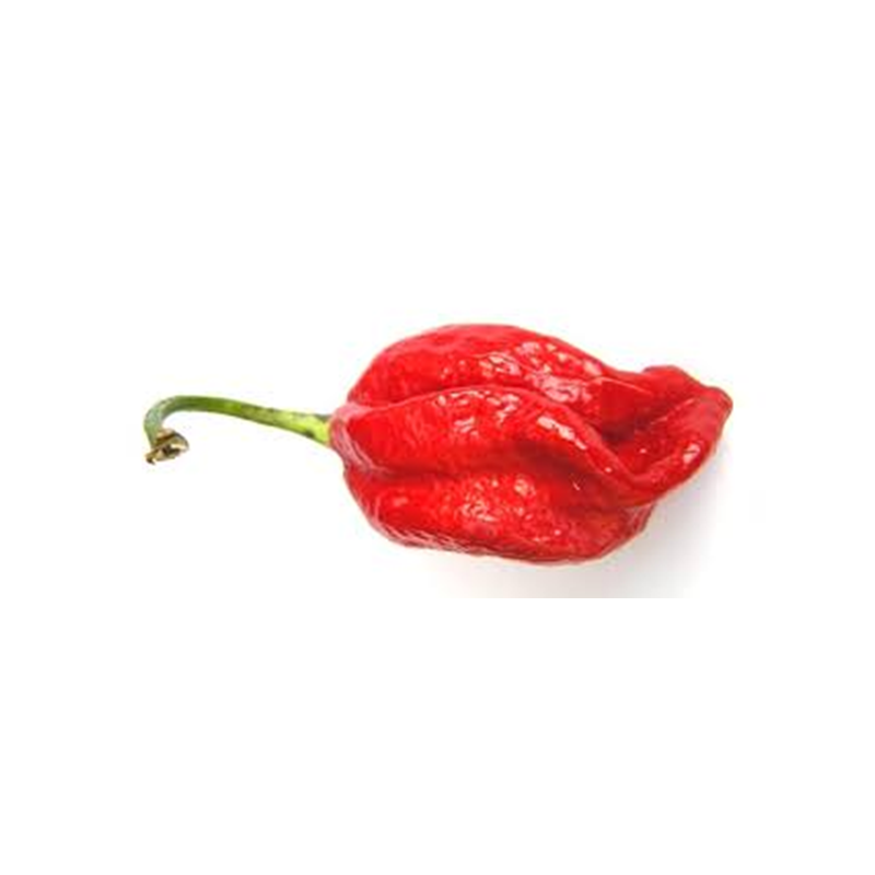 Pimenta Naga Viper ( Capsicum Chinense)