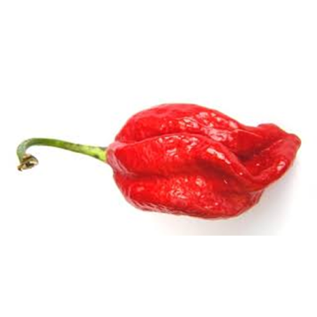 Pimenta Naga Viper ( Capsicum Chinense)