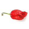 Pimenta Naga Viper ( Capsicum Chinense)