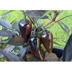Pimenta Conde Drácula (Capsicum Annuum)