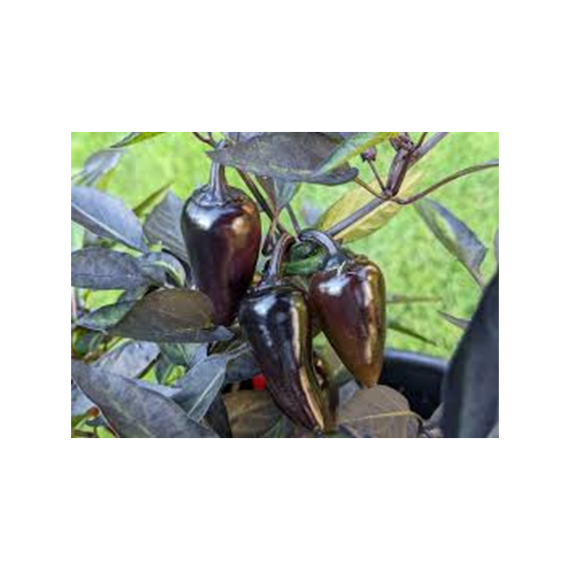 Pimenta Conde Drácula (Capsicum Annuum)