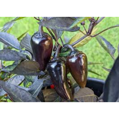 Pimenta Conde Drácula (Capsicum Annuum)
