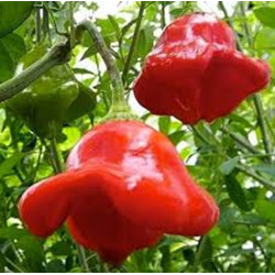 Pimenta Cambuci ( Capsicum Baccatum Var. Pendulum)
