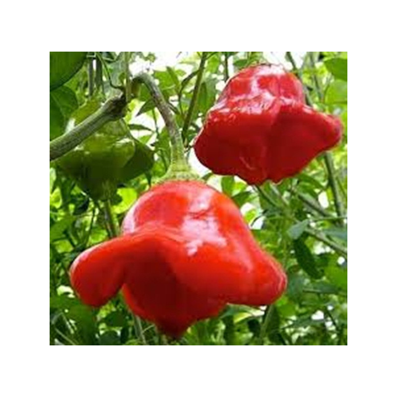 Pimenta Cambuci ( Capsicum Baccatum Var. Pendulum)