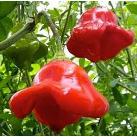 Pimenta Cambuci ( Capsicum Baccatum Var. Pendulum)