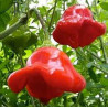 Pimenta Cambuci ( Capsicum Baccatum Var. Pendulum)