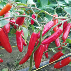 Pimenta Serrano (Capsicum Annuum)
