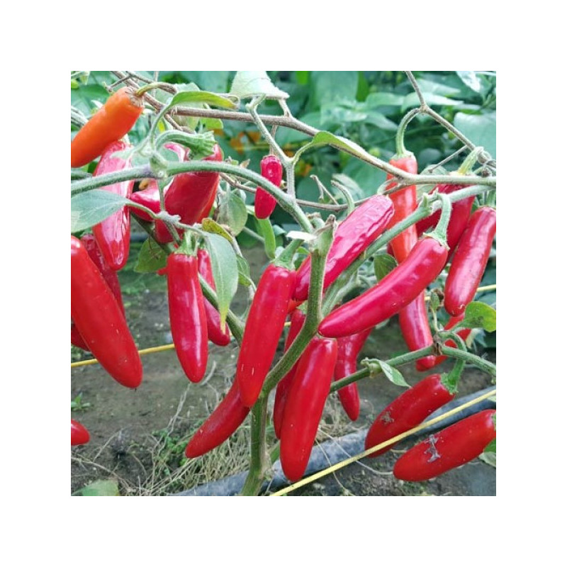 Pimenta Serrano (Capsicum Annuum)