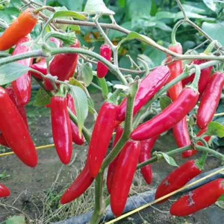 Pimenta Serrano (Capsicum Annuum)