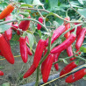 Pimenta Serrano (Capsicum Annuum)