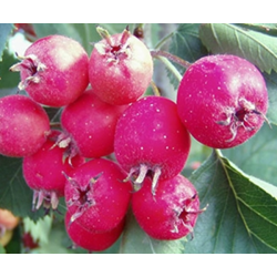 Acerolo Zbigniew ( Crataegus x Anomala)