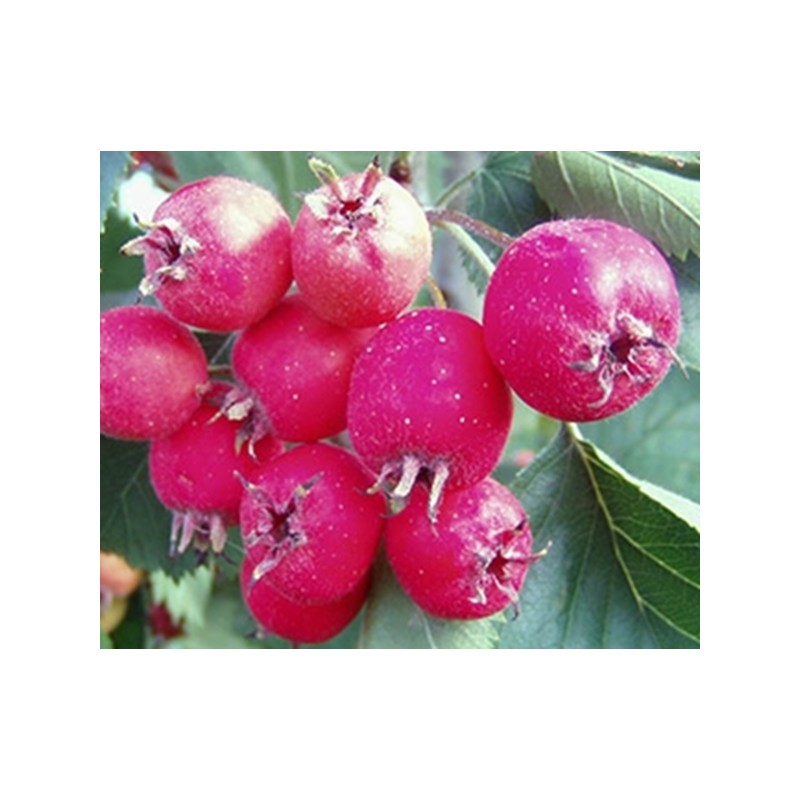 Acerolo Zbigniew ( Crataegus x Anomala)