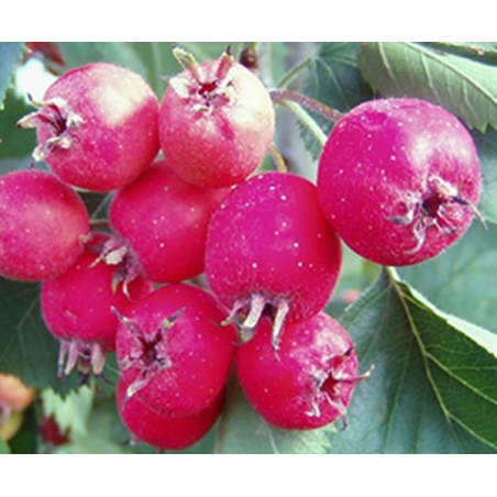 Acerolo Zbigniew ( Crataegus x Anomala)
