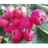 Acerolo Zbigniew ( Crataegus x Anomala)