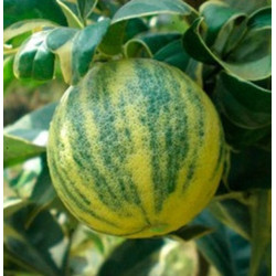 Limão Imperial  ( Citrus Lemon Var. Variegata)