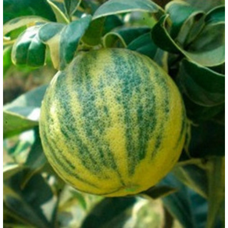 Limão Imperial  ( Citrus Lemon Var. Variegata)