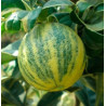 Limão Imperial  ( Citrus Lemon Var. Variegata)