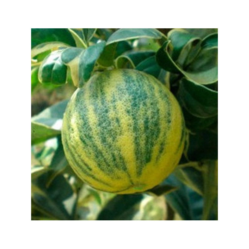 Limão Variegata ( Citrus Lemon Var. Variegata)