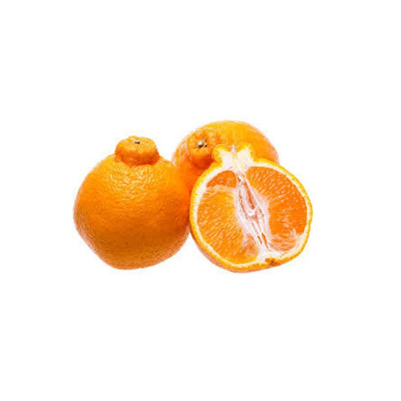 Laranja Tangelo (Citrus X Tangelo)