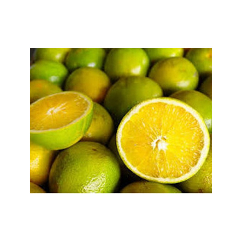 Laranja Pera Brasileira ( Citrus Sinensis)