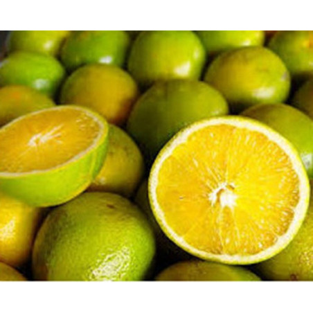 Laranja Pera Brasileira ( Citrus Sinensis)