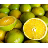 Laranja Pera Brasileira ( Citrus Sinensis)