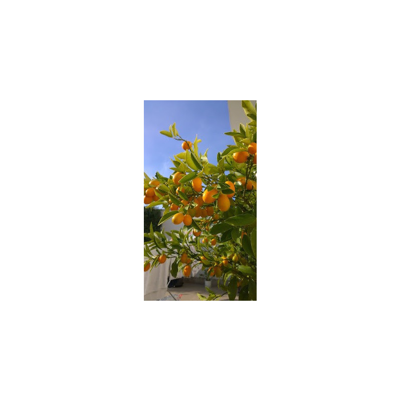 Kumquat Gigante Vaso 10L