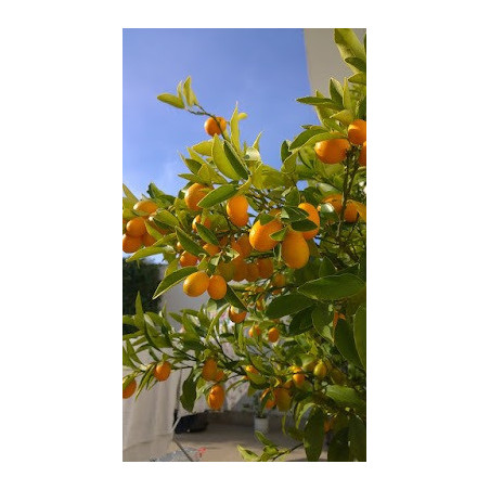 Kumquat Gigante Vaso 10L