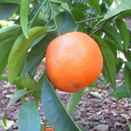 Tangerina Carvalhal ( Citrus Reticulata)