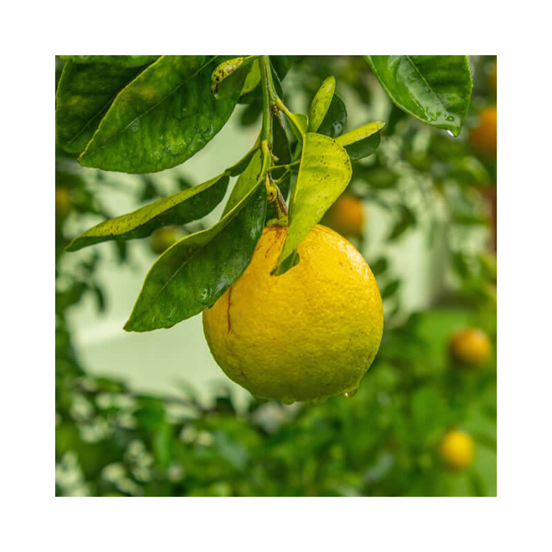 Laranja Verde Doce Vaso 10L