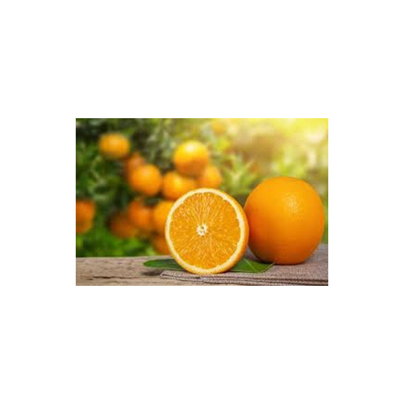 Laranja 4 Estações Vaso 25L
