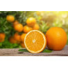 Laranja 4 Estações Vaso 25L