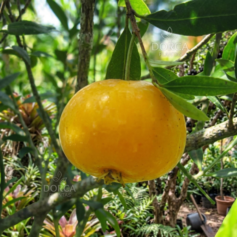 Uvaia  ( Eugenia pyriformis)