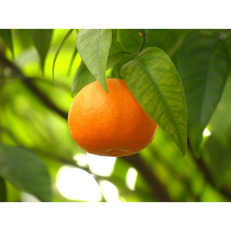Tangerina do Mediterrâneo ( Citrus Reticulata)