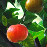 Tangerina Setubalense ( Citrus Reticulata)
