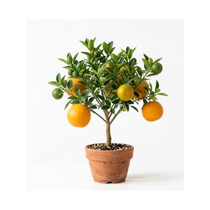 Laranjeira Anã ( aproximadamente 35cm)